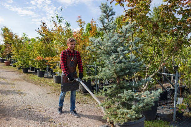 Best Tree Removal  in USA